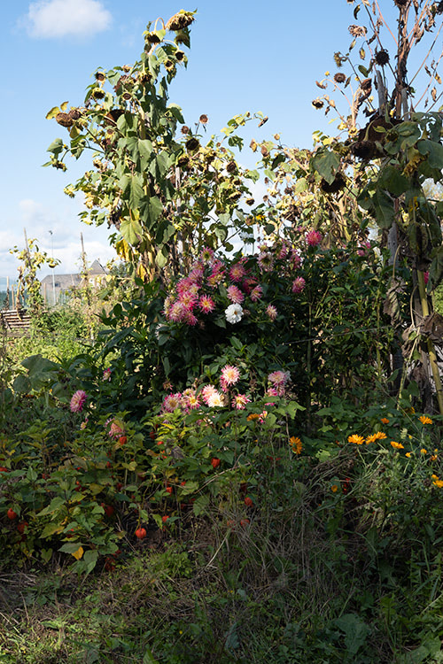 Blick auf Blumenstauden